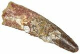 Fossil Spinosaurus Tooth - Real Dinosaur Tooth #373896-1